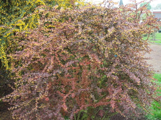 Berberis thunbergii 'Purpurea' P18 P30